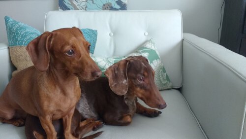 Hunde deprimieren sich allein zu Hause