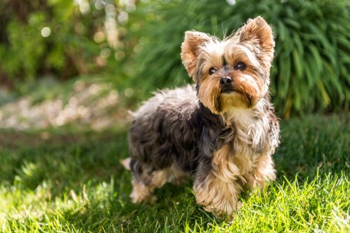 Die Hunde, die am meisten bellen: Yorkshire Terrier