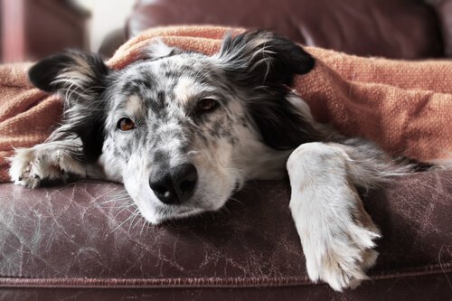 Grippe bei Hunden: Symptome und Behandlung