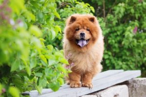 Hunderassen mit blauer Zunge: Chow Chow und Shar Pei