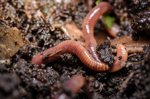 Regenwürmer sind sehr interessante und nützliche Tiere