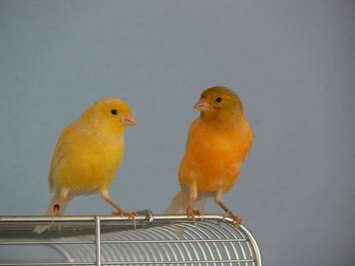 Kanarienvogelpärchen