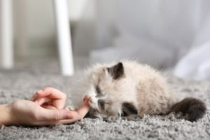Die ersten Tage einer Katze im neuen Heim