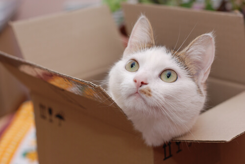Katze schaut neugierig aus der Kiste