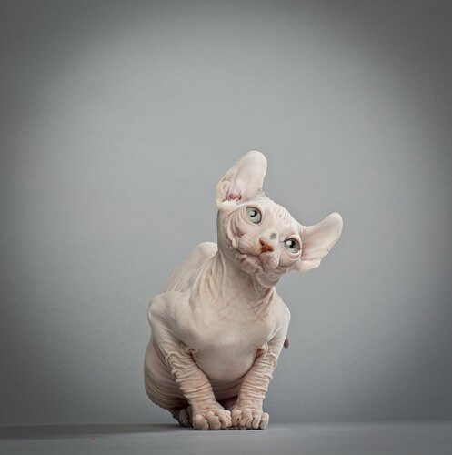 Körperliche Merkmale der Elfenkatze