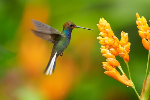 Kolibri: ein herrlicher Vogel mit einem faszinierenden Leben