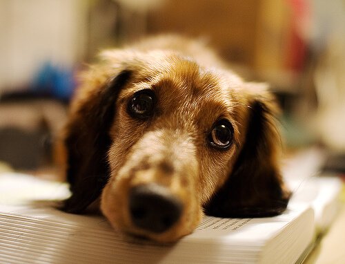 Kranker Hund