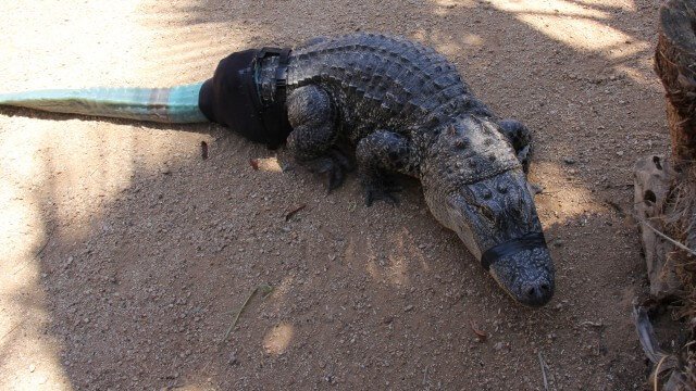 Krokodil mit Prothese