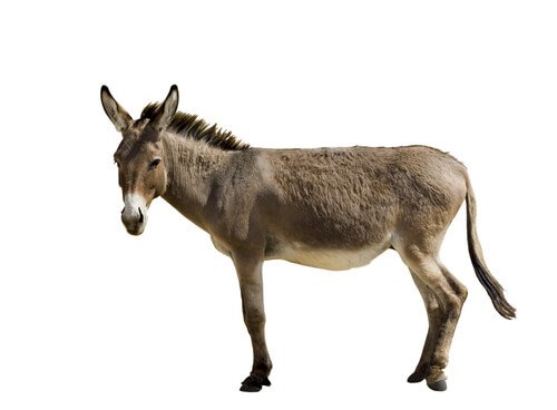 Maulesel
