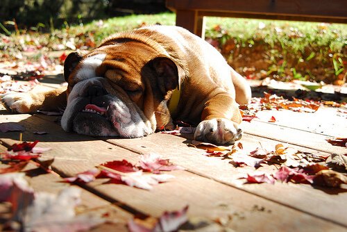 Müdigkeit durch verstopfte Nase bei Hunden