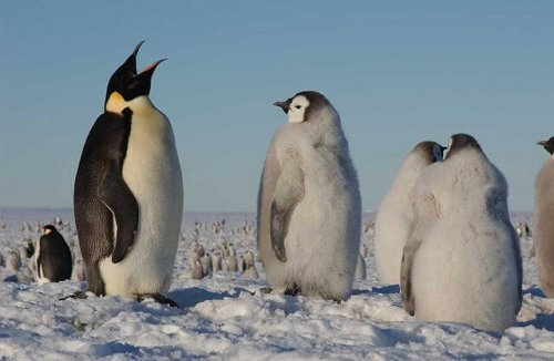 Der Pinguin ist vom Aussterben bedroht