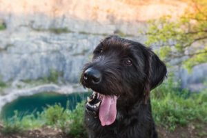 Sind Promenadenmischungen wirklich gesünder als Rassehunde?