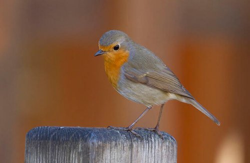 Das Rotkehlchen und sein Gesang