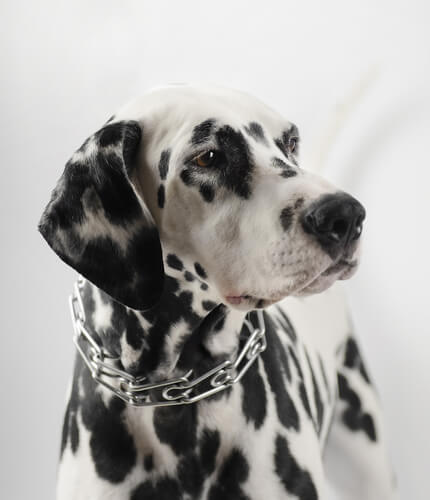 Gesetzlich verbotene Hundehalsbänder: Stachelhalskette