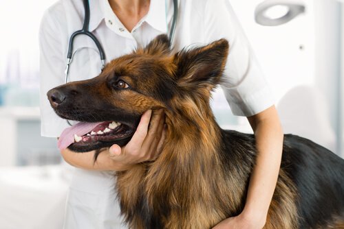 Schäferhund beim Tierarzt