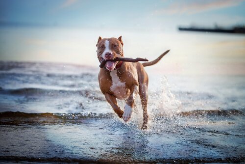 Spiele mit dem Hund