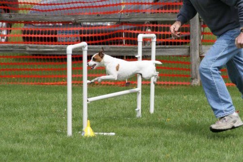 Spiele und Aktivitäten, Agility