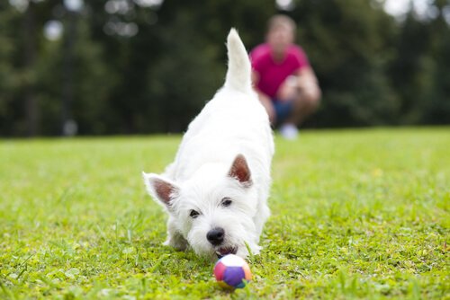 Spiele und Aktivitäten für deinen Hund
