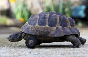 Tiere mit Prothesen - fünf erfreuliche Schicksale