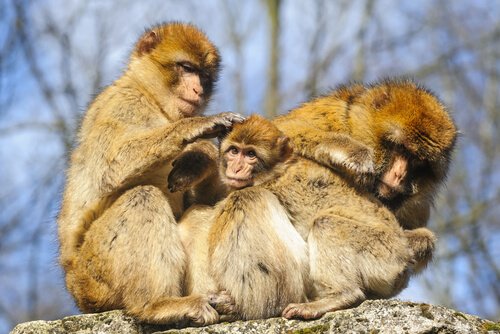 Tierquälerei: Ein Affe mit Kleidung ist nicht natürlich