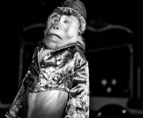 Tierquälerei: Ein Affe mit Kleidung und Hut