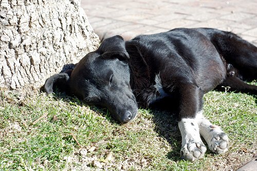 Tödliche Krankheiten bei Hunden: Magendrehung