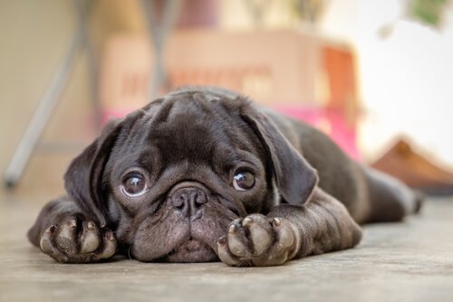 Tödliche Krankheiten bei Hunden: Parvovirose