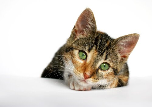 Tödliche Krankheiten bei Katzen: Katzen-AIDS