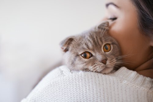 Tödliche Krankheiten bei Katzen: Katzenleukämie