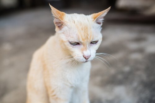 Tödliche Krankheiten bei Katzen: Nierenversagen