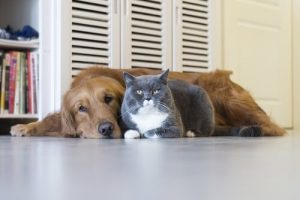 Tödliche Krankheiten bei Katzen und Hunden