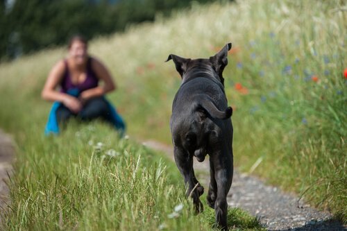 Unfehlbaren Ruf für Hunde erreichen