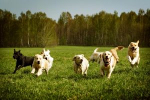 Einen unfehlbaren Ruf für Hunde trainieren