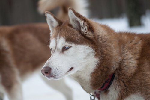 Funny Siberian Husky Malamute Alaskan Husky