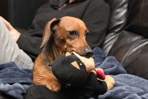 Sind Hunde eifersüchtig? Deine Tiere