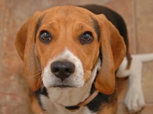 Warum tränen Hunden die Augen? Weinen sie?