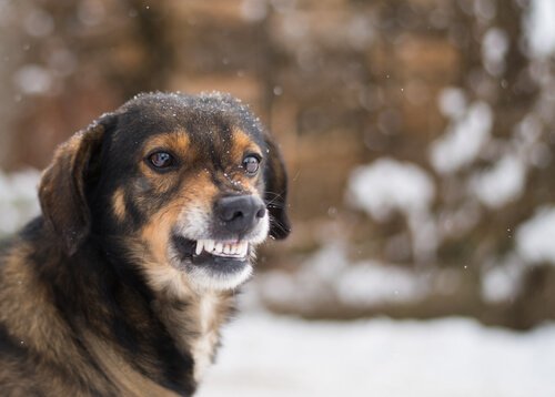 Schmerzen können einen Hund aggressiv machen
