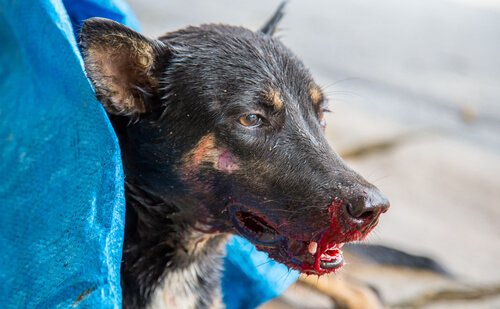 Was musst du tun, wenn dein Hund Blut hustet?