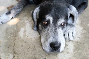 Wie lange lebt ein Hund?