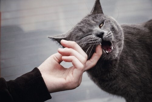 wenn deine Katze dich beißt - Katze beisst Finger