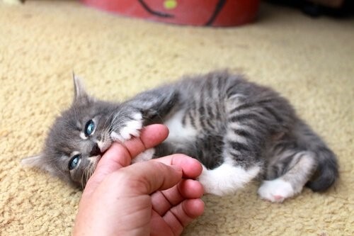 wenn deine Katze dich beißt - Kätzchen beisst Finger