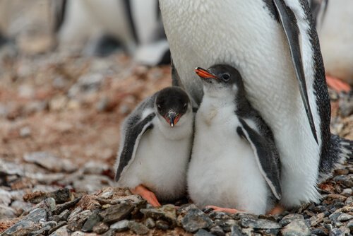 Werde Pate für einen Pinguin