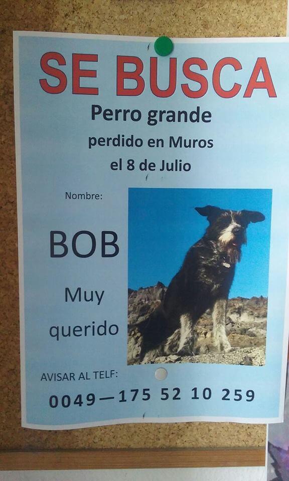 Wie hat sich der Hund Bob verirrt?