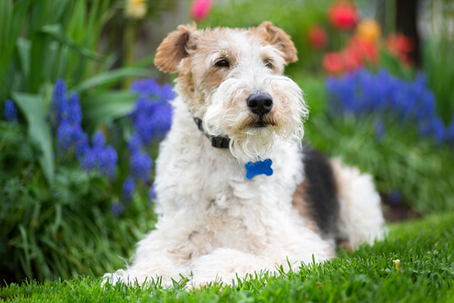 Der Foxterrier ist sehr aktiv
