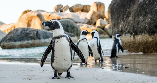 Wo leben Pinguine eigentlich?
