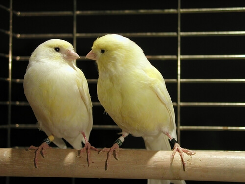 Tipps zur Zucht von Kanarienvögeln