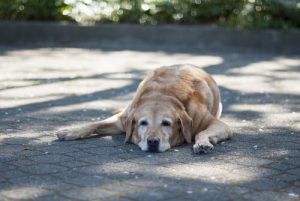 6 Ruhepositionen von Hunden