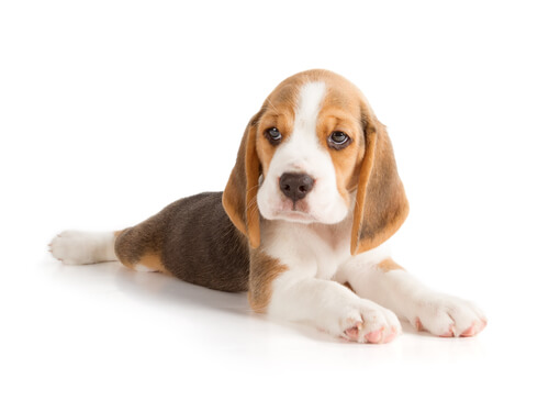6 Ruhepositionen von Hunden: Bauchlage