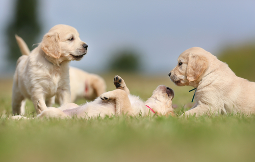 6 Ruhepositionen von Hunden: Rückenlage