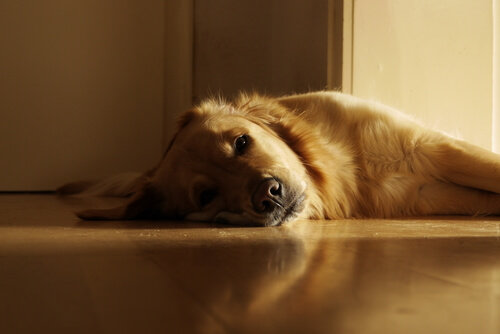 6 Ruhepositionen von Hunden: Schlafen